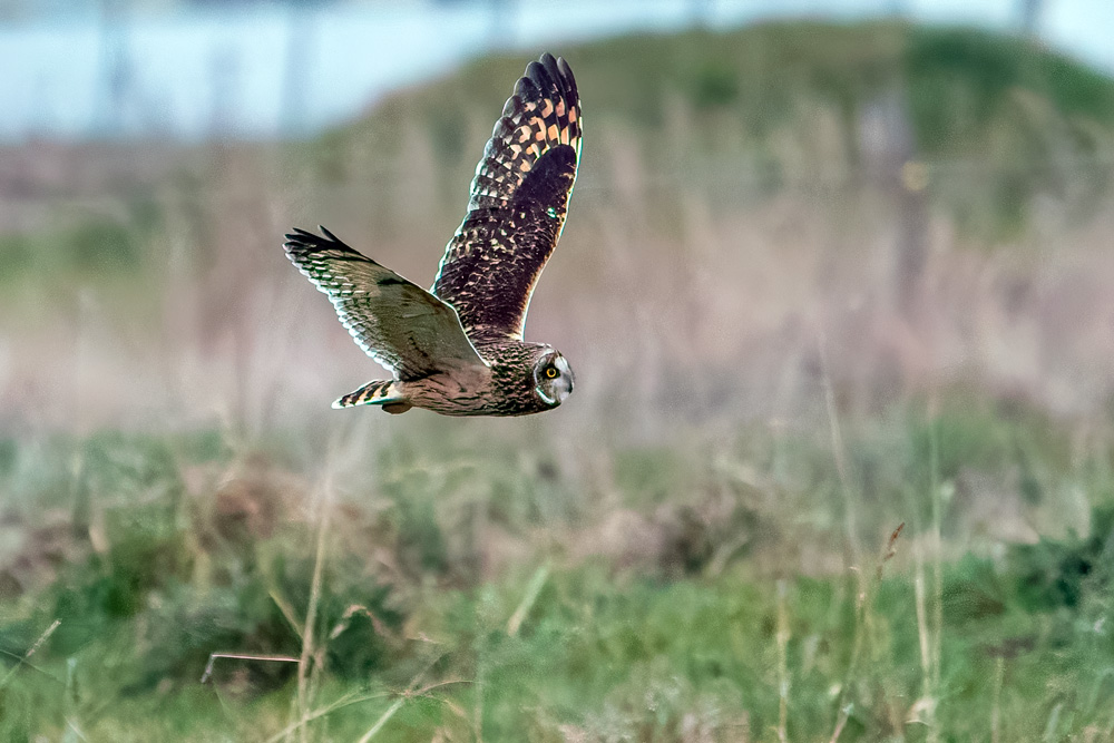 Short-eared Owl